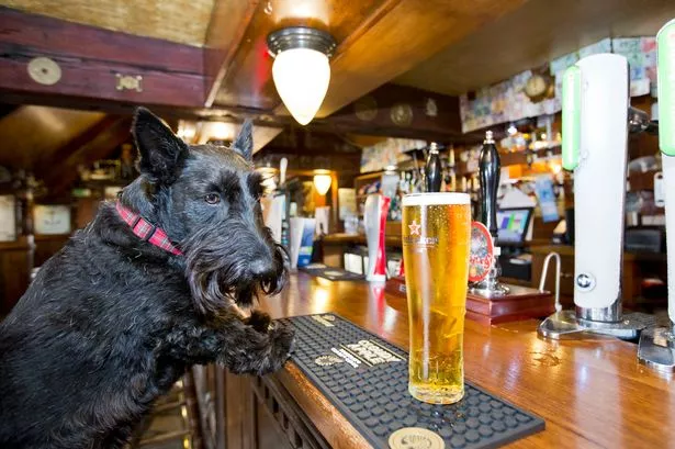 Dog at Invergordon Bar